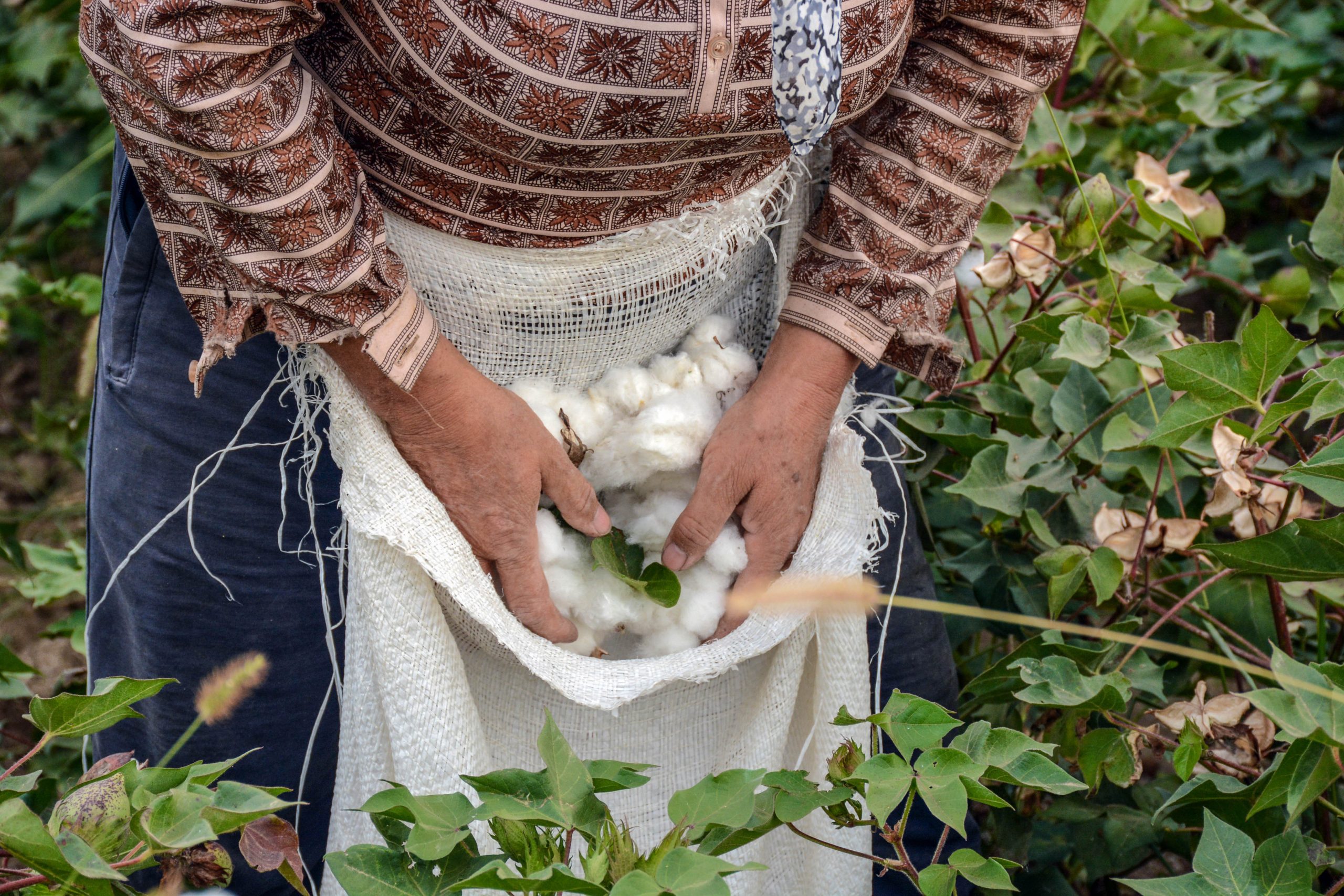 Cotton being harvested by hand