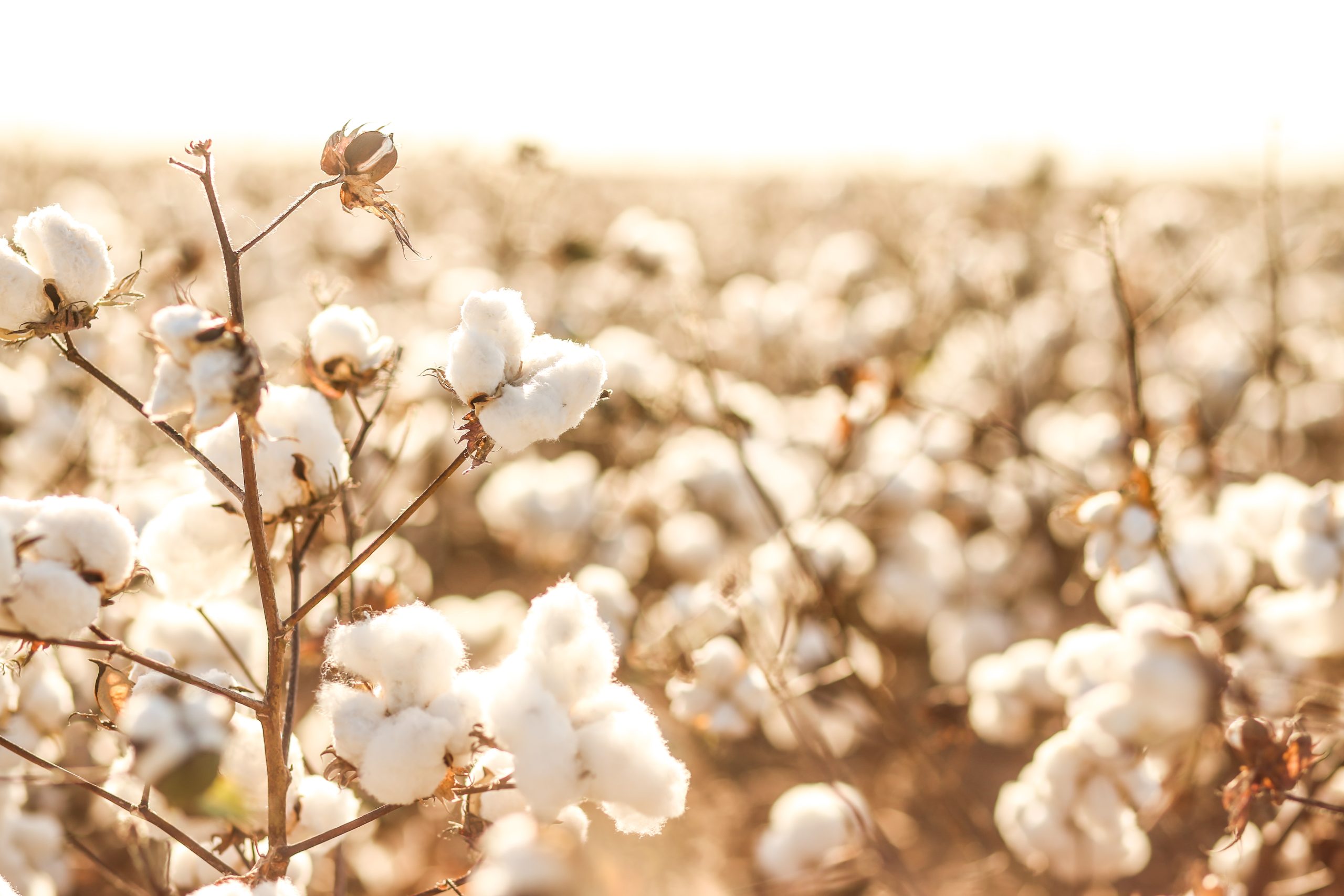 Organic cotton field